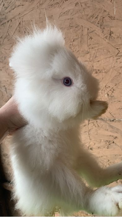 Iepuri cap de leu pui si adulti