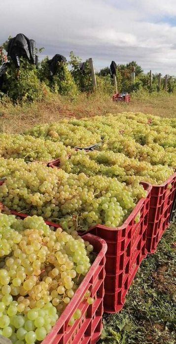 Struguri de vin din Vrancea soiuri alese albi/negri transport gratuit în jud. Constanta si imprejurimi, pret producator