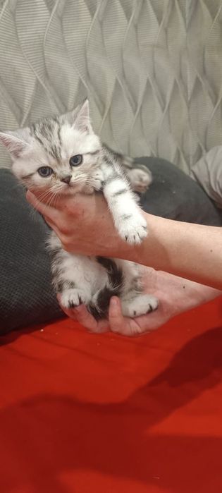 Котята шотландци