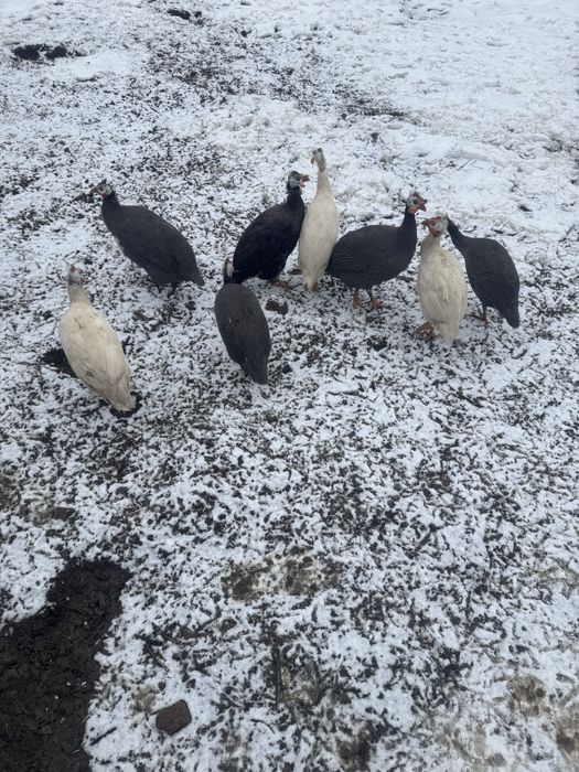 Vand dau schimb mascul bibilica indigo