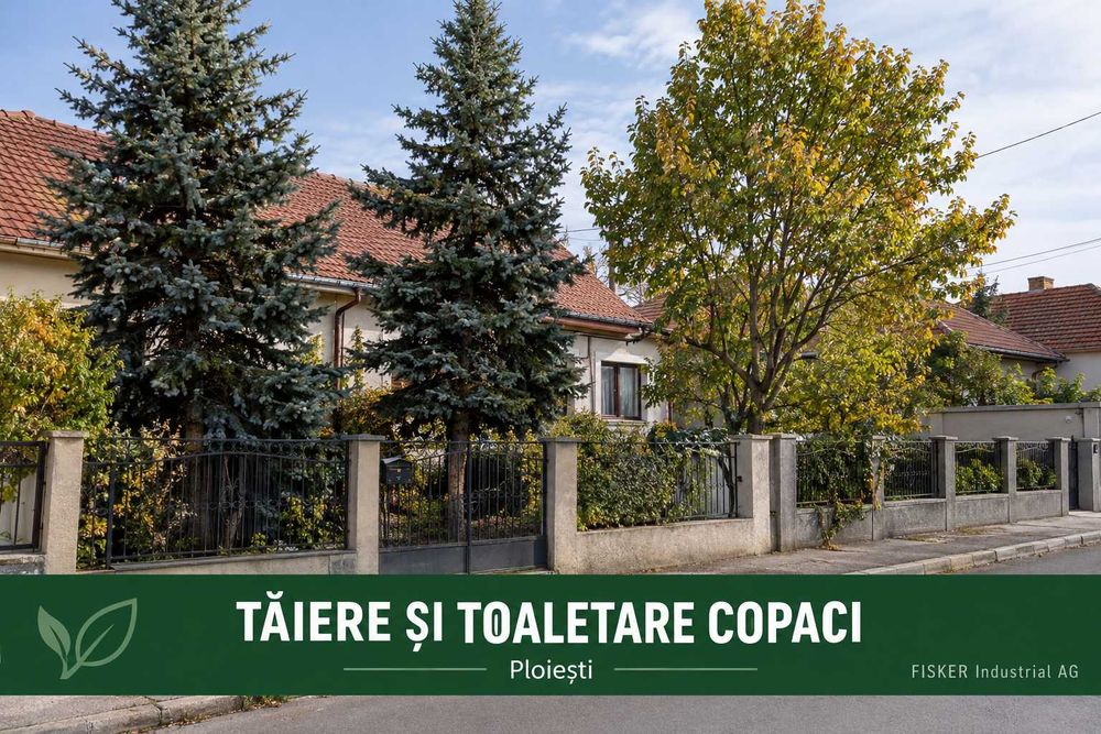 Tăiere și toaletare copaci Ploiești — brad, nuc, plop, etc  și ramuri uscate