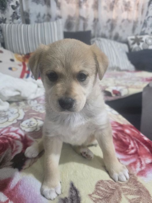 Pui Labrador retriever