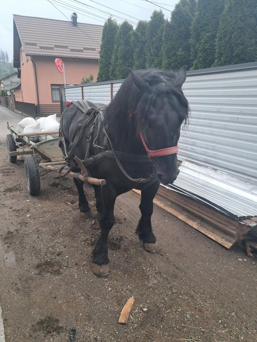 Vând armăsar de 6 ani