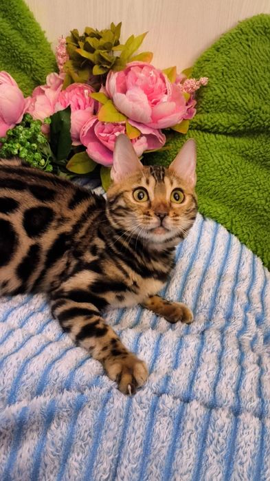 Бенгальская - Девочка ! Есть доставка ( г.Алматы )