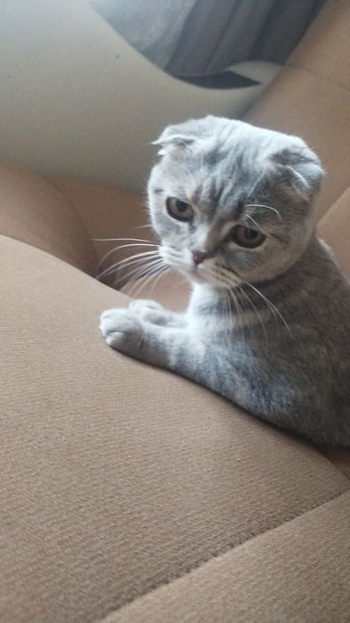 Отдам шотландскую кошечку