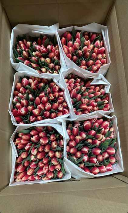 Голландские тюльпаны