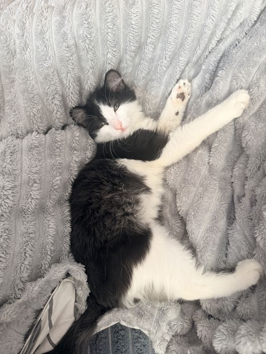 Отдам Котенка в хорошие руки