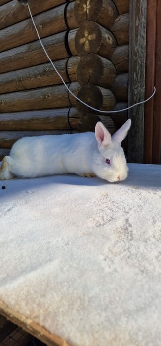 Продам кроликов 3самки 1 самец