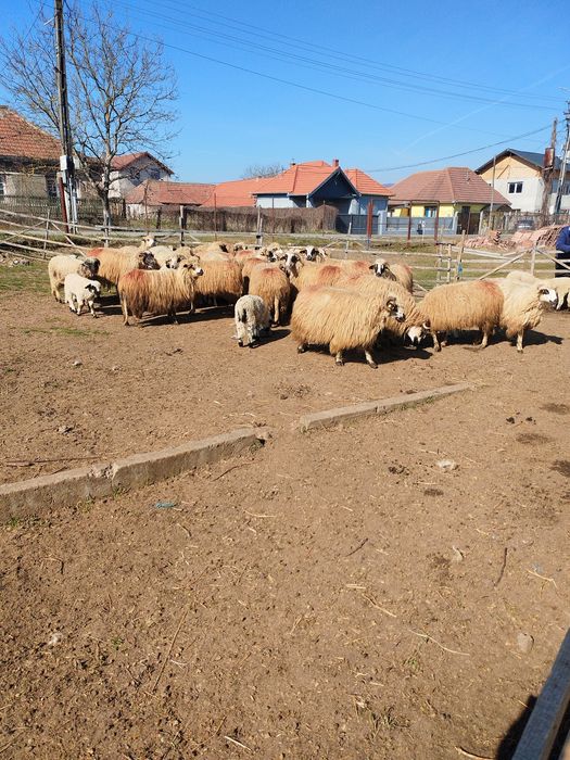 Oi tinere cu miel, de vanzare