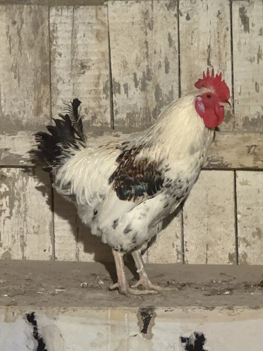 Продам петухов брамо