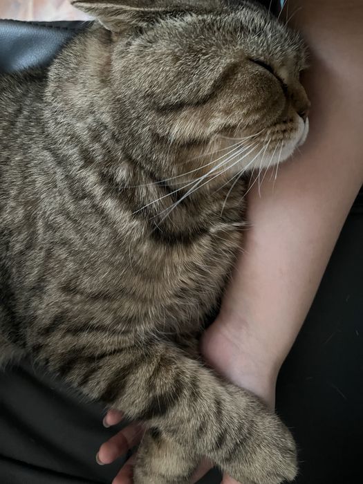 Отдам кота даром