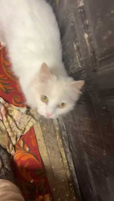 Коты и кошки ищут любящих хозяев!