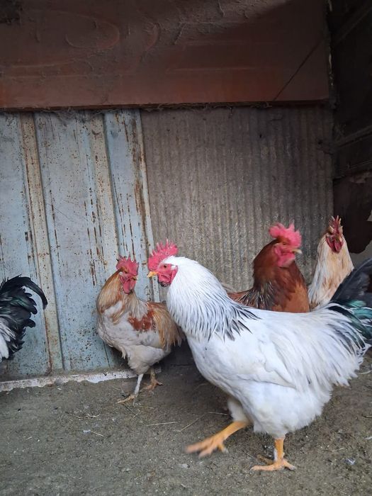 Петухи молодые,красавцы