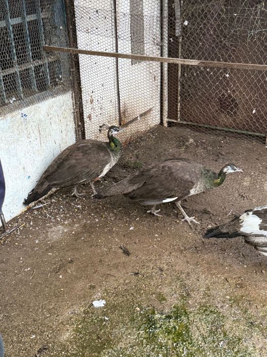 Паун два броя...