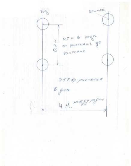 Производство на разсад Шипка сорт "Пловдив-1"