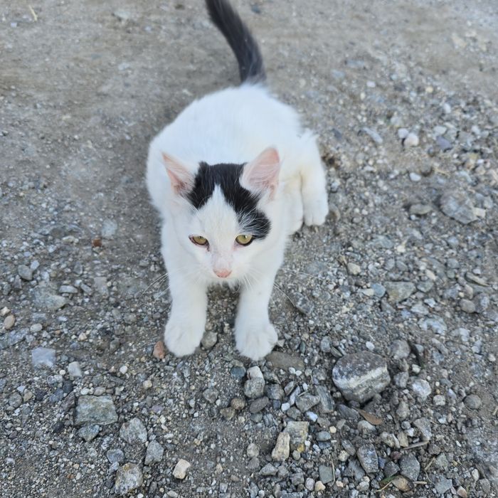 Коте та 3 месеца