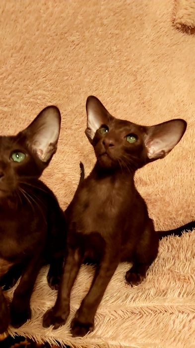 Коричневые Ориентальные Котята