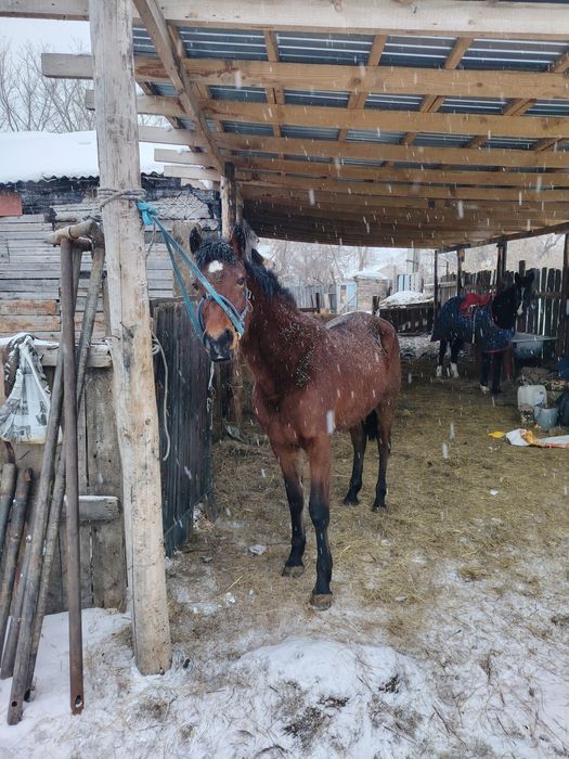 Продам кунан 3 годаш