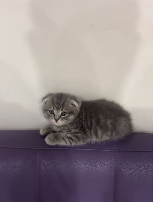Шотландские котята шоу класса