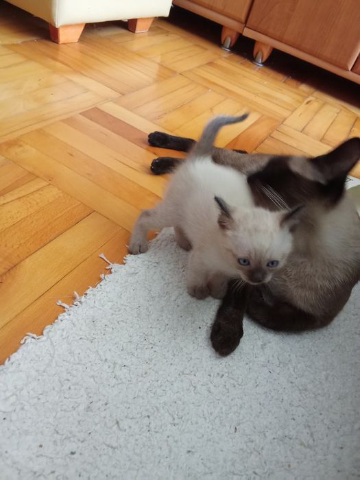 Мъжко сиамско коте  на 2 месеца