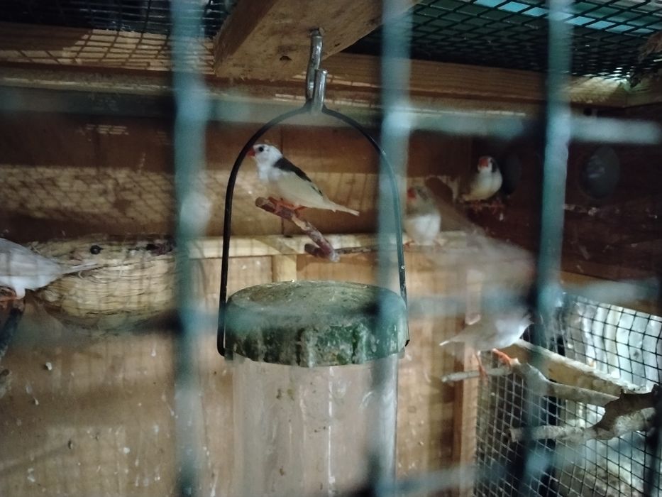 Agapornis și zebre australiene