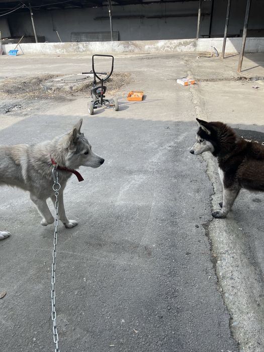 Ақ ит сатылады жетыген