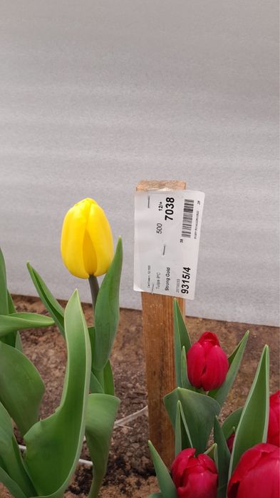 Тюльпаны с теплицы Оптом.