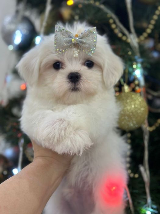 Мальтезе девочка миничка