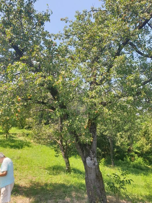 Pere de vară adunate de pe jos