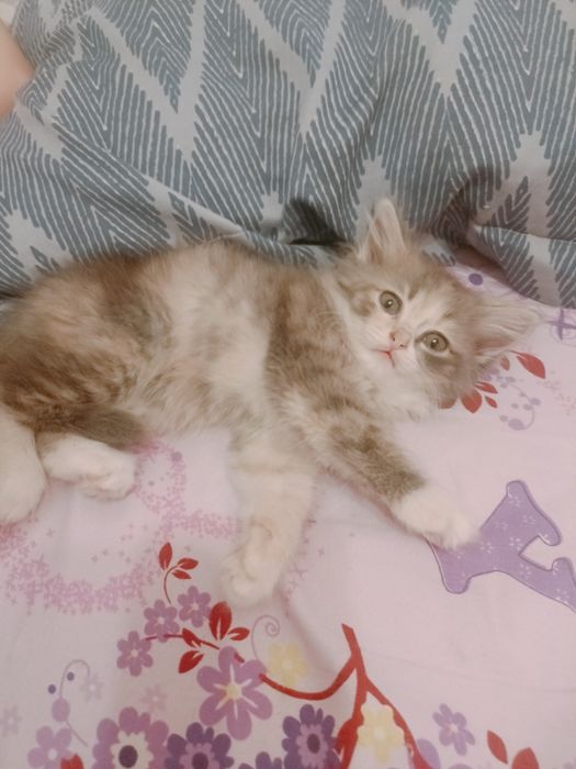 Отдам котят в добрые руки бесплатно!