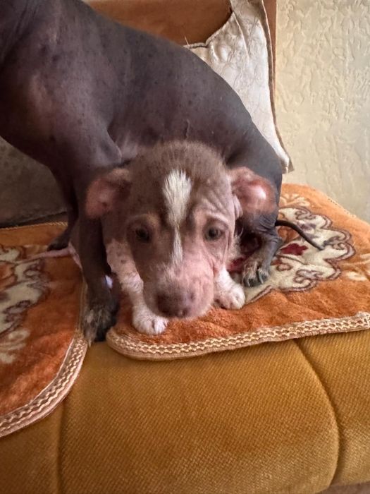 Продаются щенки ксоло