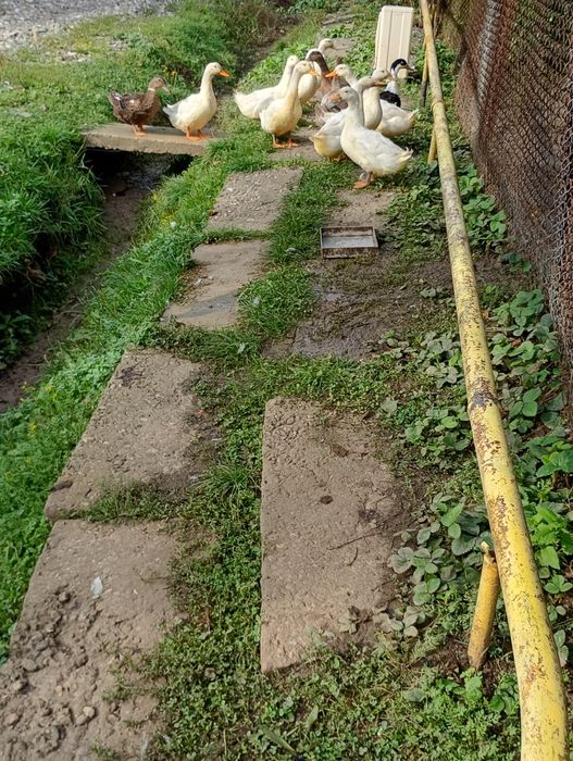 Rațe de casă,de vânzare 90 de lei buc