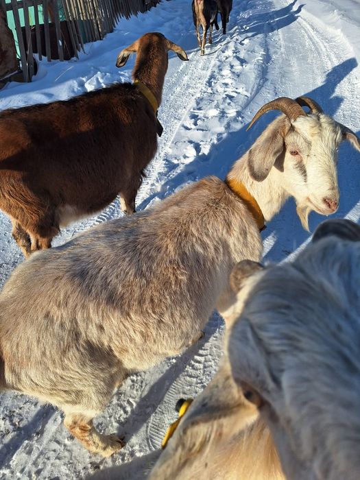 Продам коз молочных