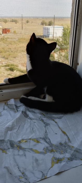 Отдам даром котика в хорошие руки