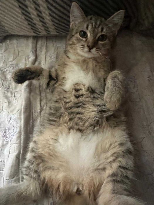 Чудная девочка ищет дом