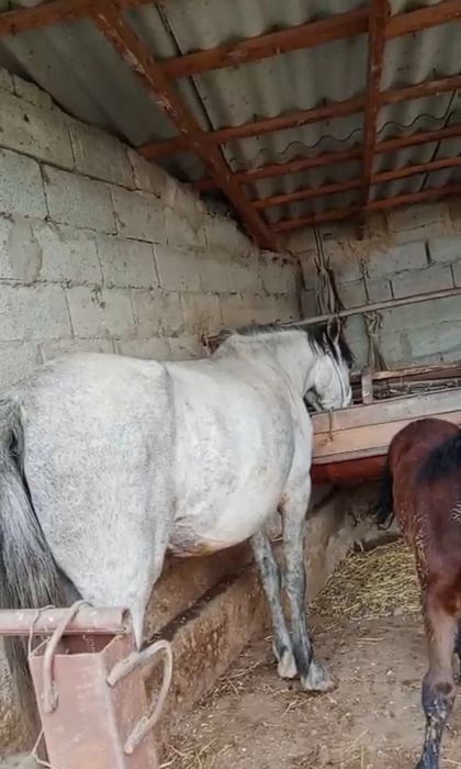 Семіз Құлынды бие сатылады