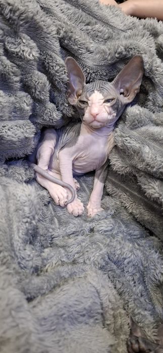 Донские сфинксы котята