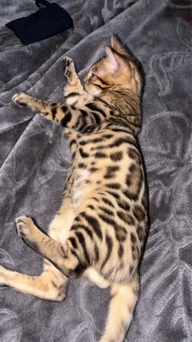 Pisica rasa bengal