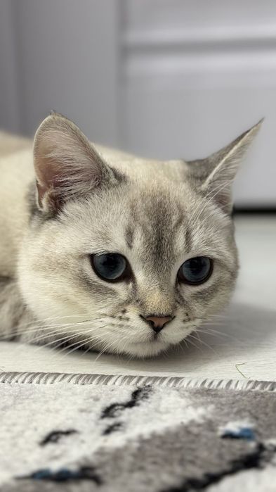 British Shorthair mushuk sotiladi