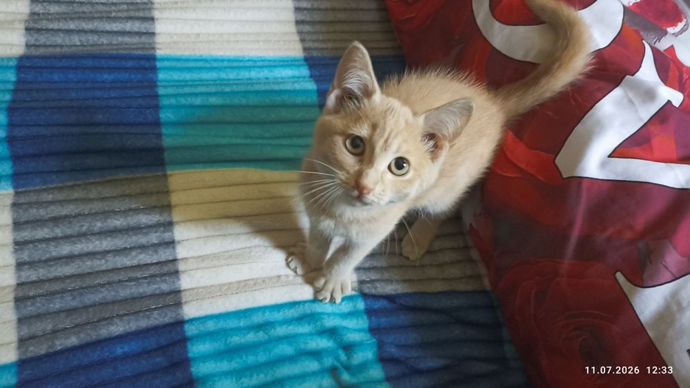 Котик ищет любящую семью.