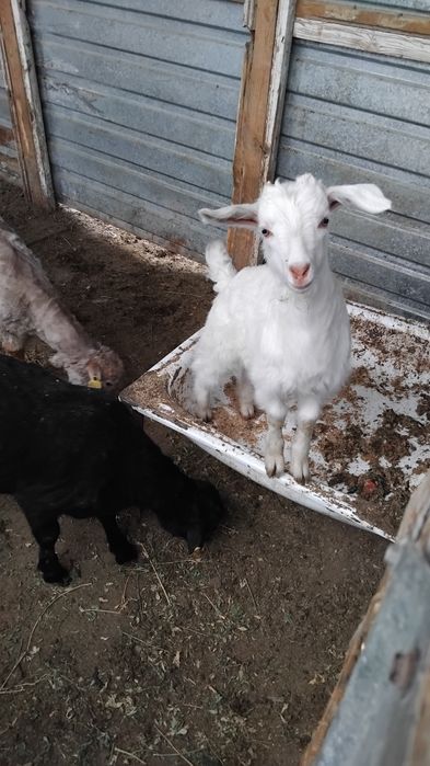 Орыс лақ сатылады