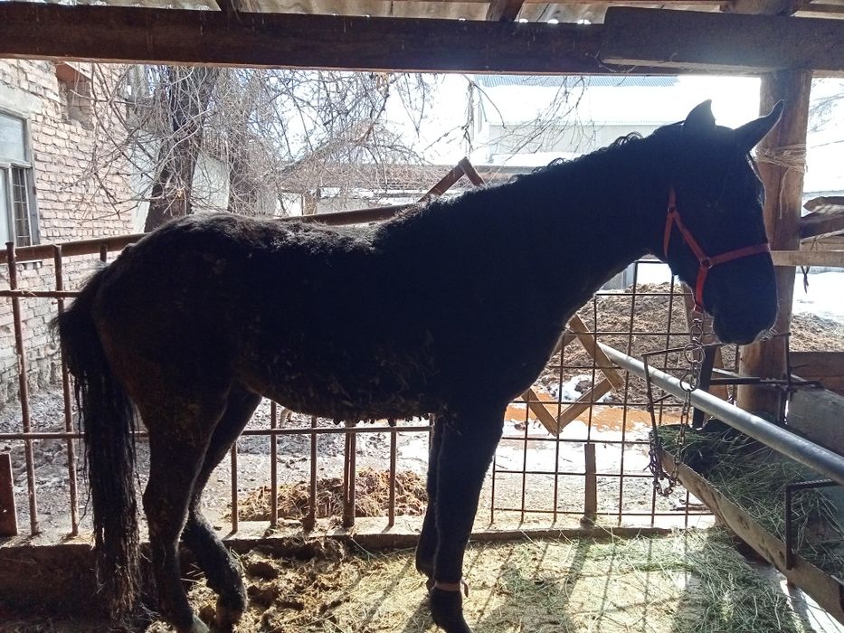 Байтал сатыладыы.