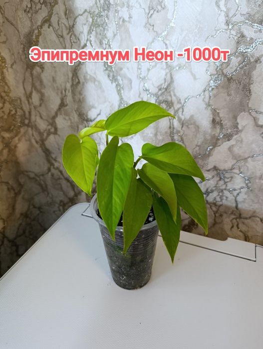 Эпипремнумы и филодендрон кжби