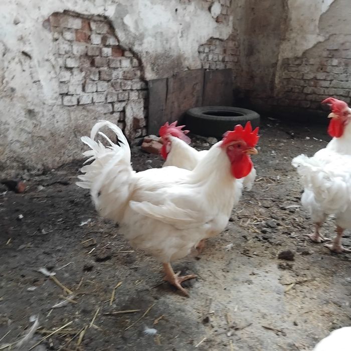 Cocoși albi de vanzare