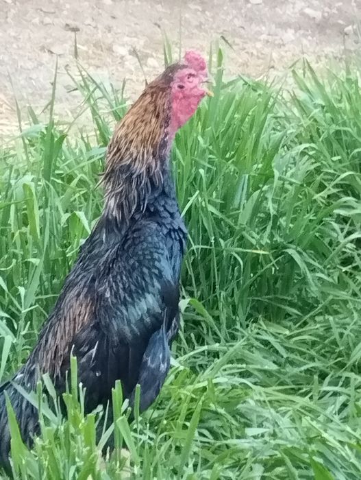 Yalangoch sochli ayollar fotosuratlari