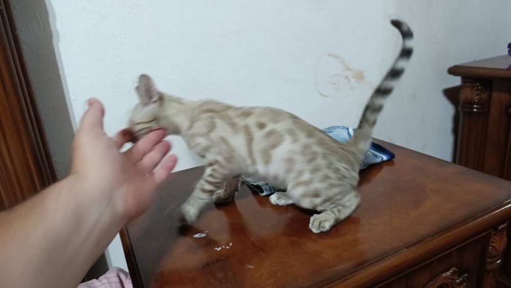 Mushuk sotiladi padarka qilishgan