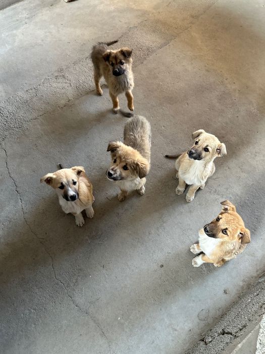 Маленькие собачки