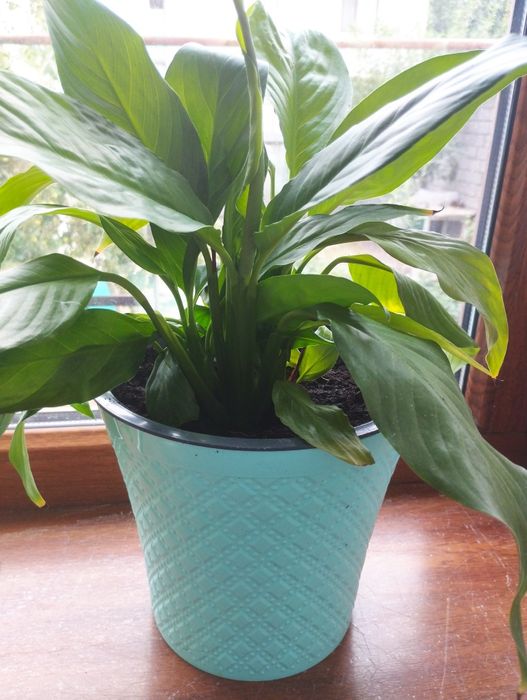 Комнатные цветы разные цены