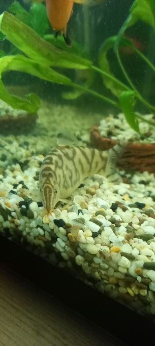 аквариумне рыбки