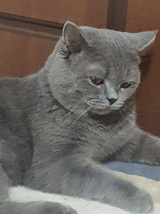 Вязка кота Британская